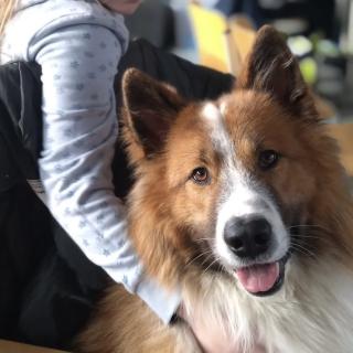 Ein Kind legt seinen Arm um einen Hund.